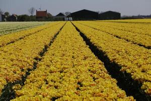 floración zijpe evento, dónde usted lata tomar un caminar mediante el tulipanes y otro flor bulbo campos foto