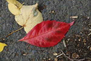 leaf with red autumn colors photo