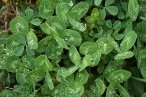 clover with rain drops photo