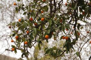 mandarina árbol en naturaleza foto