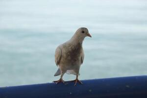 pigeon sits on railing photo