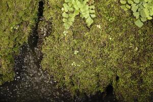 moss and ferns growing inside the public washing place, now found as a monument in many Spanish places photo