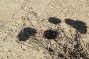 shadow of dried flowers after summer photo