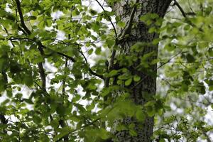 nuevo hojas en el árboles, primavera es en el aire foto