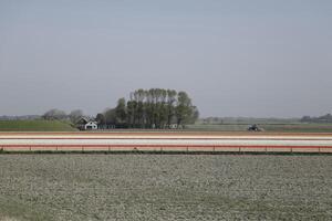 tulips blooming, springtime, the netherlands, flowerfields photo