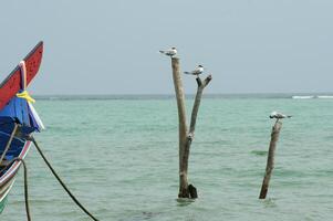 seagulls on a pole in the sea, Koh Samui island, Thailand photo