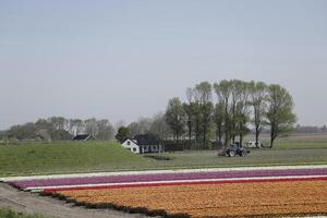 tulips blooming, springtime, the netherlands, flowerfields photo