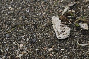 beach after storm, danger to marine life, plastic waste, plastic junk, plastic, marine life in danger, polluting people photo