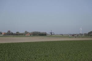 tulips blooming, springtime, the netherlands, flowerfields photo