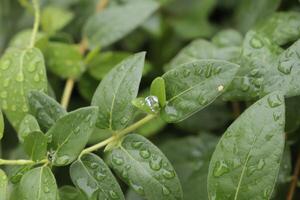 gotas de lluvia en las hojas foto