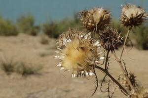 brown dried flowers after summer photo