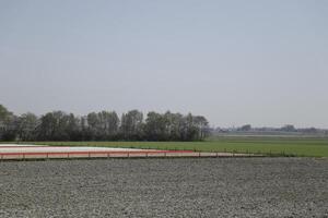 tulips blooming, springtime, the netherlands, flowerfields photo