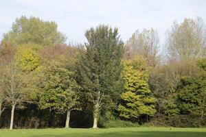 autumn colors in the park, netherlands photo