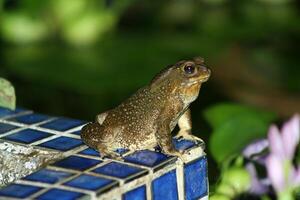 sapo a noche, cerca arriba, tropical, Tailandia foto