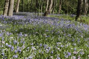 spring in the forest, blue bells, ferns, tree trunks, the netherlands photo