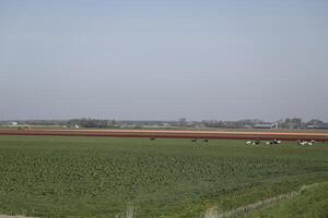 tulips blooming, springtime, the netherlands, flowerfields photo