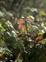 otoño colores en el parque, Países Bajos foto