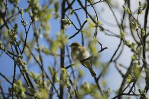 inmigrante aves en un árbol, fauna en el agua de zwanen naturaleza reserva en norte Holanda, el Países Bajos. un montón de diferente aves a ver. foto