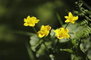 small lake in the forest, different flora, marsh marigold photo