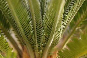 sago palm tree photo