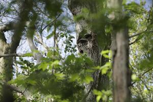 nuevo hojas en el árboles, primavera es en el aire foto