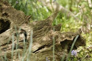 spring in the forest, blue bells, ferns, tree trunks, the netherlands photo