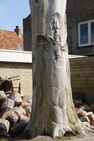 processed old tree photo