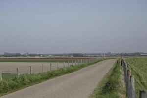 tulips blooming, springtime, the netherlands, flowerfields photo