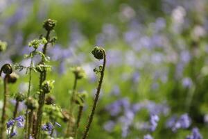 blue bells and fern photo