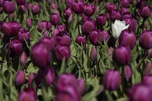 flowering Zijpe event, where you can take a walk through the tulips and other flower bulb fields photo