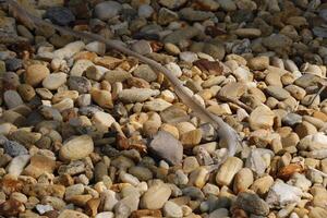 snake skin of molted snake on the pebbles photo