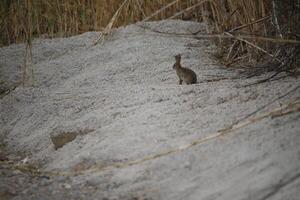 rabbit or hare sitting in nature photo