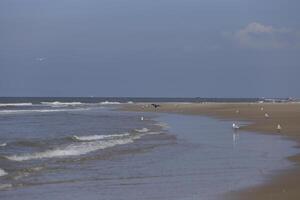 seagulls and other birds look for food at the sea, nature reserve photo