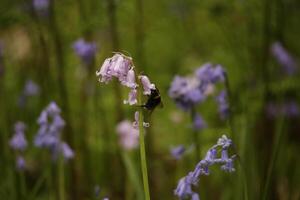 blue bells in the forest, spring, the netherlands photo