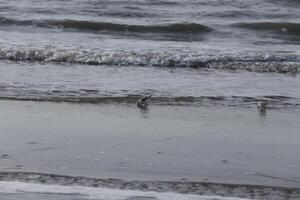 aves buscando para alimento, playa en el invierno, Países Bajos foto