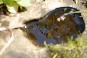 puddle of water in an old tree, reflection in the water photo