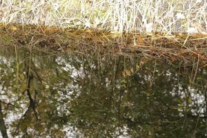 agua de zwanen naturaleza parque en el otoño, Países Bajos foto