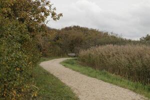 Zwanenwater nature park in the autumn, netherlands photo