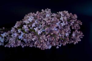 un ramo de flores de lilas en un cristal florero en el interior foto