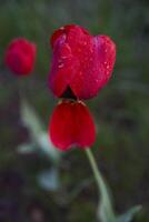 rojo marchitez tulipanes cubierto con agua gotas después lluvia foto