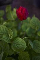 red wilting tulips covered with water drops after rain photo