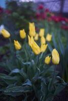 marchitez tulipanes cubierto con agua gotas después lluvia foto