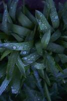 drops of water on long and wide leaves after rain photo
