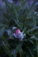 the leaves and buds of the poppy are covered with dew and water droplets after the rain photo