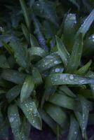 gotas de agua en largo y amplio hojas después lluvia foto