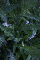 the leaves and buds of the poppy are covered with dew and water droplets after the rain photo