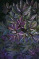 peony leaves and bud covered with raindrops, plant background photo