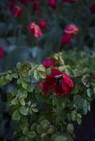 rojo marchitez tulipanes cubierto con agua gotas después lluvia foto