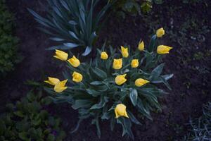 marchitez tulipanes cubierto con agua gotas después lluvia foto