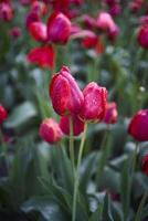 rojo marchitez tulipanes cubierto con agua gotas después lluvia foto